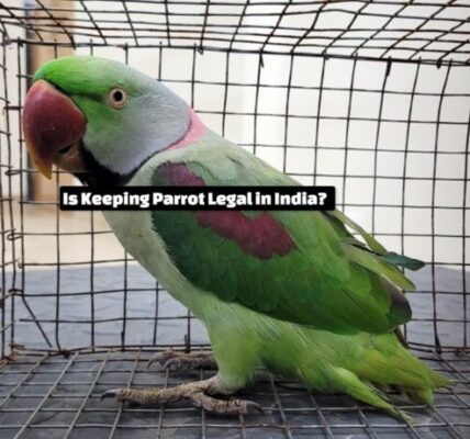 Is Keeping Parrot Legal in India?