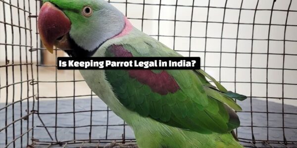 Is Keeping Parrot Legal in India?