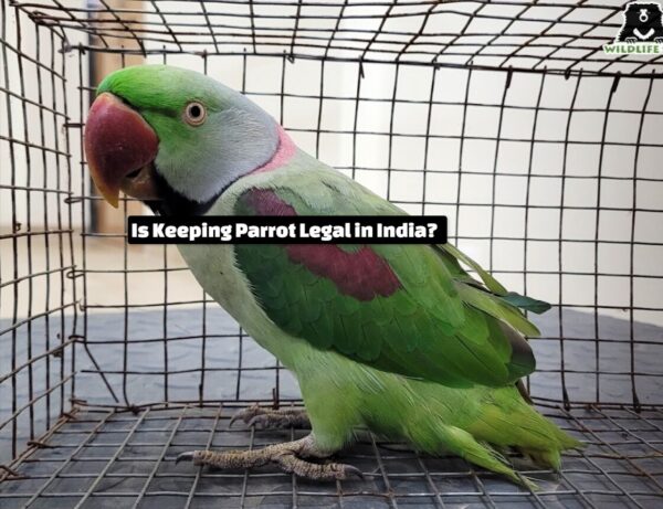 Is Keeping Parrot Legal in India?