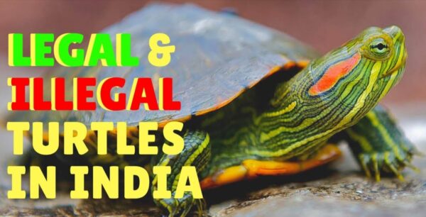 Is Turtle as a Pet Legal In India