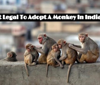 Is It Legal To Adopt A Monkey In India