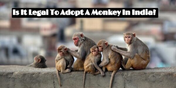 Is It Legal To Adopt A Monkey In India