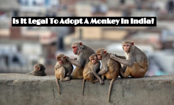 Is It Legal To Adopt A Monkey In India